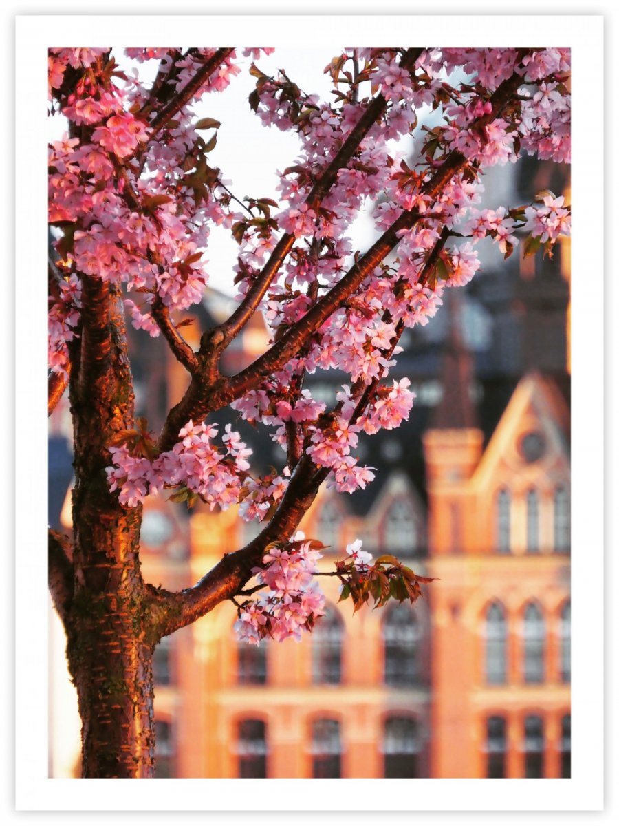 Fotokonst Stockholm blommande kökrsbärsträd