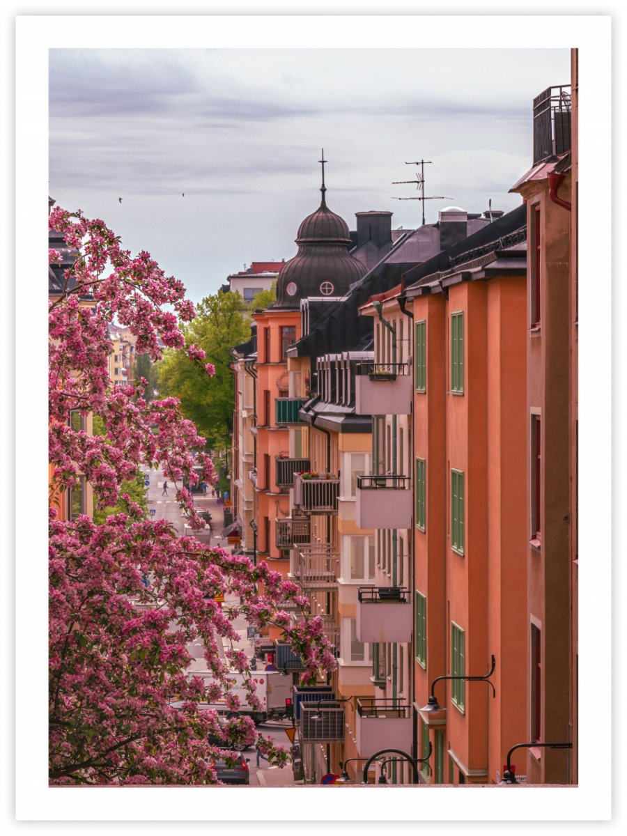 Fotokonst Körsbärsblommor på Södermalm