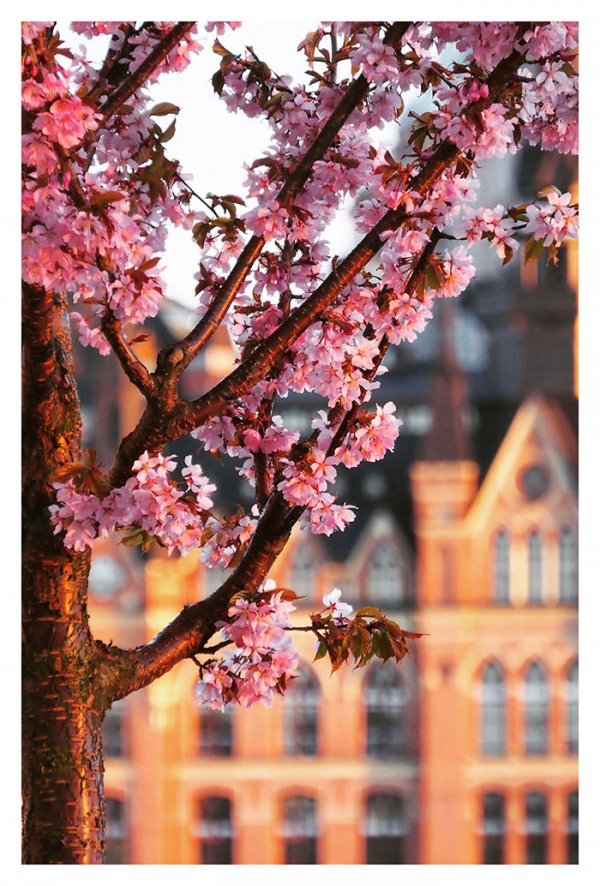 Fotokonst Stockholm blommande kökrsbärsträd