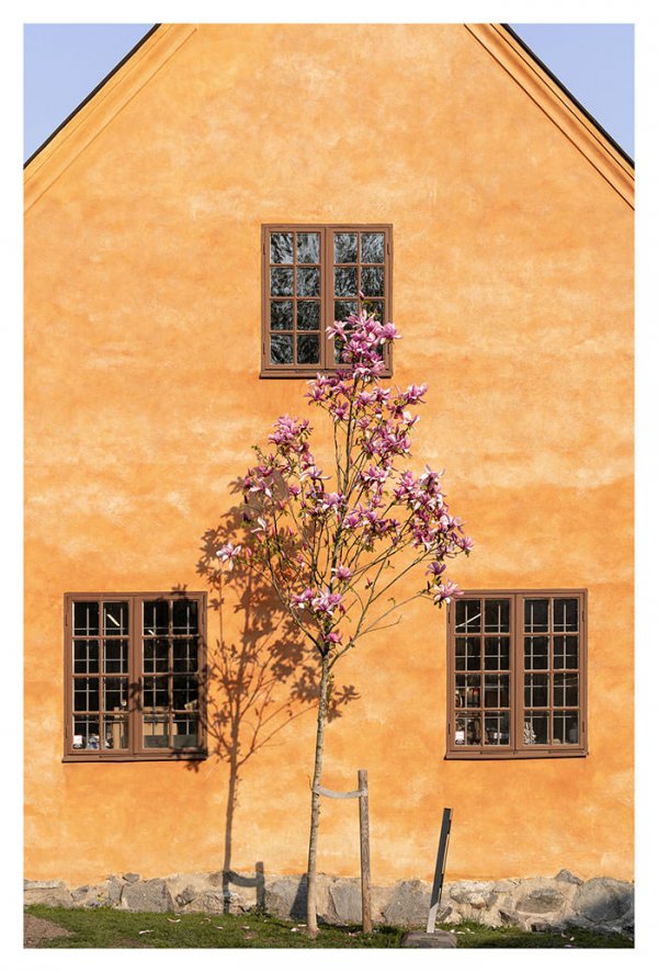 Magnoliaträd mot orange husfasad på Östermalm